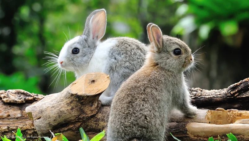 No Animal Testing - Ohen Group Online Store